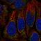Distal Membrane Arm Assembly Complex 2 antibody, HPA041427, Atlas Antibodies, Immunofluorescence image 