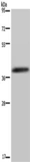 Dual Specificity Phosphatase 4 antibody, TA321338, Origene, Western Blot image 