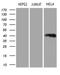 LSM11, U7 Small Nuclear RNA Associated antibody, LS-C795223, Lifespan Biosciences, Western Blot image 