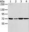 Sorting Nexin 2 antibody, LS-C406830, Lifespan Biosciences, Western Blot image 