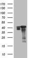 SUMO1 Activating Enzyme Subunit 1 antibody, CF805140, Origene, Western Blot image 