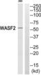 WASP Family Member 2 antibody, abx015005, Abbexa, Western Blot image 