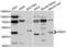Cellular Communication Network Factor 4 antibody, LS-C332504, Lifespan Biosciences, Western Blot image 