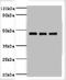 Ovalbumin antibody, A56374-100, Epigentek, Western Blot image 