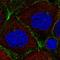 Caveolae Associated Protein 3 antibody, HPA073327, Atlas Antibodies, Immunofluorescence image 