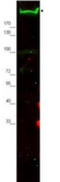 Nestin antibody, AP07829PU-N, Origene, Western Blot image 