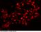 Nuclear receptor subfamily 6 group A member 1 antibody, 101259-T34, Sino Biological, Immunohistochemistry paraffin image 