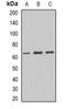 Keratin 17 antibody, orb388386, Biorbyt, Western Blot image 