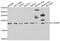 Cilia And Flagella Associated Protein 20 antibody, abx005365, Abbexa, Western Blot image 