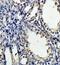 Phospholipid Scramblase 1 antibody, orb78311, Biorbyt, Immunohistochemistry paraffin image 