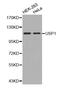 Ubiquitin Specific Peptidase 1 antibody, MBS127491, MyBioSource, Western Blot image 