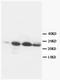 Chaperonin 10 antibody, AM20590PU-N, Origene, Western Blot image 