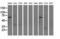 Sorting nexin-9 antibody, LS-C115321, Lifespan Biosciences, Western Blot image 
