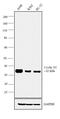 Cyclin D3 antibody, MA5-12717, Invitrogen Antibodies, Western Blot image 