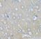 Visinin Like 1 antibody, FNab09405, FineTest, Immunohistochemistry frozen image 