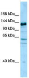 CAPRIN2 antibody, TA334154, Origene, Western Blot image 