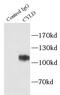 CYLD Lysine 63 Deubiquitinase antibody, FNab02142, FineTest, Immunoprecipitation image 