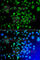 Cyclic AMP-dependent transcription factor ATF-7 antibody, A7580, ABclonal Technology, Immunofluorescence image 