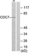 Cell division cycle 7-related protein kinase antibody, TA314723, Origene, Western Blot image 