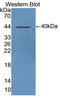 Superoxide Dismutase 1 antibody, LS-C374304, Lifespan Biosciences, Western Blot image 