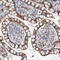 RNA Binding Motif Protein 48 antibody, HPA025306, Atlas Antibodies, Immunohistochemistry paraffin image 