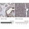Sirtuin 4 antibody, NBP1-80746, Novus Biologicals, Immunohistochemistry paraffin image 