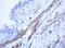 Mitochondrial Ribosomal Protein L58 antibody, LS-C337999, Lifespan Biosciences, Immunohistochemistry paraffin image 
