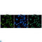 RB Binding Protein 5, Histone Lysine Methyltransferase Complex Subunit antibody, LS-C813112, Lifespan Biosciences, Immunofluorescence image 