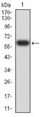 Eukaryotic translation initiation factor 5 antibody, NBP2-61762, Novus Biologicals, Western Blot image 