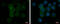 CD45 antibody, GTX628507, GeneTex, Immunofluorescence image 
