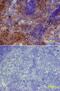 Lymphocyte antigen 6A-2/6E-1 antibody, BAM1226, R&D Systems, Immunohistochemistry frozen image 