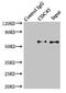 Cell Division Cycle 45 antibody, LS-C675489, Lifespan Biosciences, Immunoprecipitation image 
