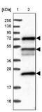 KAT8 Regulatory NSL Complex Subunit 2 antibody, PA5-58416, Invitrogen Antibodies, Western Blot image 