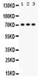 Sp2 Transcription Factor antibody, PA5-80056, Invitrogen Antibodies, Western Blot image 
