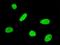 Forkhead Box Q1 antibody, H00094234-M05, Novus Biologicals, Immunocytochemistry image 