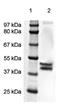 Mitogen-Activated Protein Kinase 1 antibody, TA354684, Origene, Western Blot image 