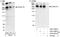 Proline/serine-rich coiled-coil protein 2 antibody, A301-455A, Bethyl Labs, Immunoprecipitation image 