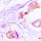 USH1C antibody, LS-C668480, Lifespan Biosciences, Immunohistochemistry paraffin image 