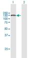 NRDE-2, Necessary For RNA Interference, Domain Containing antibody, H00055051-B01P, Novus Biologicals, Western Blot image 