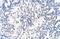 Nucleolar Pre-RRNA Processing Protein NIP7 antibody, NBP1-57435, Novus Biologicals, Immunohistochemistry frozen image 