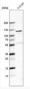 Fibulin 7 antibody, NBP1-92512, Novus Biologicals, Western Blot image 