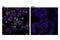 Spi-B Transcription Factor antibody, 14323S, Cell Signaling Technology, Immunofluorescence image 