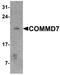 COMM Domain Containing 7 antibody, TA326676, Origene, Western Blot image 