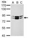 MAGUK p55 subfamily member 5 antibody, PA5-30966, Invitrogen Antibodies, Western Blot image 