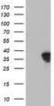 Homeobox C11 antibody, TA502579, Origene, Western Blot image 