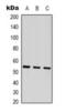 Tubulin Beta 3 Class III antibody, orb393345, Biorbyt, Western Blot image 