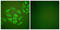 Stromelysin-2 antibody, LS-C118518, Lifespan Biosciences, Immunofluorescence image 