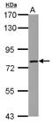 Leucine Carboxyl Methyltransferase 2 antibody, NBP2-19340, Novus Biologicals, Western Blot image 