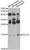 Programmed Cell Death 5 antibody, STJ29437, St John