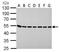 Argininosuccinate lyase antibody, TA308495, Origene, Western Blot image 